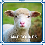 Lamb Sounds for Stuffed Animals | Build-A-Bear® - US 4099
